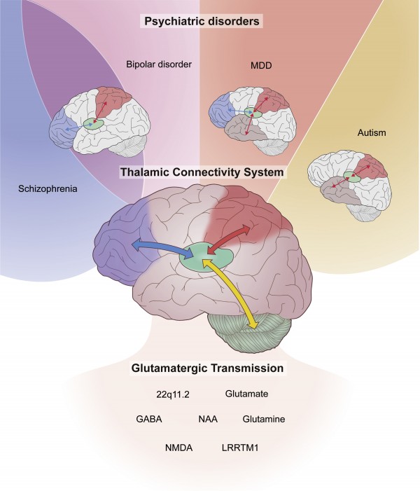 Thalamic Connectivity System Across Psychiatric Disorders: Current ...